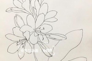 君子兰之美（以君子兰的对称为主题，探索植物的完美之美）