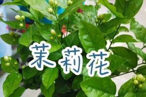 茉莉花修剪的技巧与要点（打造茉莉花的理想形状，）