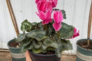 仙客来——适合室内养的绿色植物（打造舒适环境，享受自然气息）