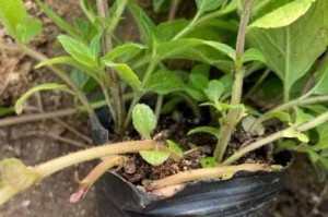 薄荷的生长环境条件（适宜薄荷生长的环境条件和养殖技巧）