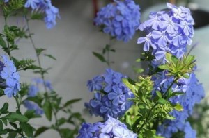 南面阳台的花卉与植物选择（如何选择适合南面阳台的花卉和植物）
