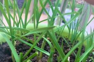 阳台种植大蒜的技巧与方法（快乐种植，丰收满满）