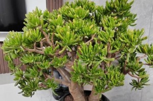 以发财树盆种植多肉，打造财富滋润的室内景观（种植多肉，发财树盆的灵动之美）