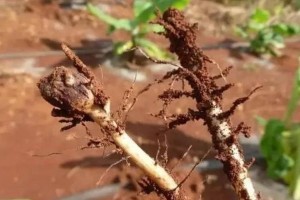 多肉根瘤处理方法（多肉根瘤的修剪和繁殖技巧）