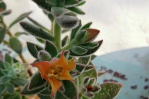 锦晃星开花后的养护方法（让你的锦晃星绽放更加耀眼）