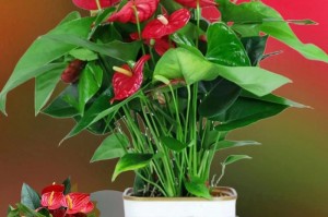 红掌花（探秘红掌花的特点、繁殖和养护技巧）