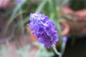羽叶薰衣草开花的秘诀（探究羽叶薰衣草如何迸发绚烂花海）