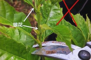 栗子种植技巧详解（从苗木选购到健康成长，助你成功种植栗子树）