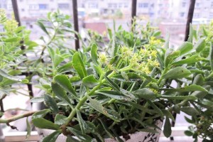 农村常见的野菜——费菜（费菜是什么，价值和食用方法）