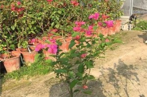 三角花的插枝方法及技巧（让你的三角花更易繁殖和生长）