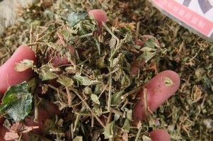 狗肝草种植指南（从种子到开花，一步步教你如何种植狗肝草）