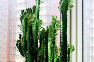 以龙骨怎么养花（打造花草的理想栽培环境）