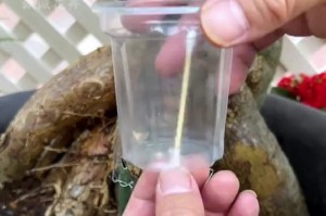 以金弹子盆景的浇水技巧（养护金弹子盆景的关键技巧）