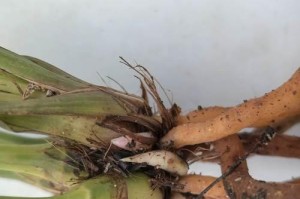 救救我的兰花！断花急救手册（一起学习如何处理兰花断花事故，拯救花朵的生命）
