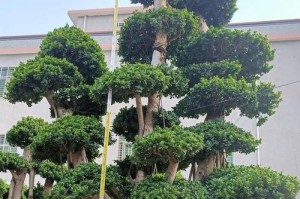 大型榕树盆景的冬季养护之道（让您的大型榕树盆景度过寒冷的冬天）