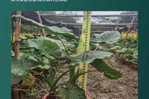 滴水观音海芋养护全攻略（快速掌握滴水观音海芋的养殖技巧，让你的家居更具生机）
