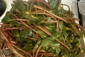 以马齿苋怎么繁殖（掌握关键步骤，轻松种植马齿苋）