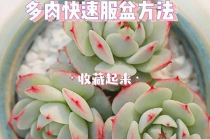 多肉爱好者必看！老根去除技巧大揭秘（多肉植物修剪技巧，轻松去除老根）