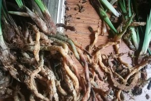 兰花新芽不出怎么办？（探究兰花生长问题的解决方法）