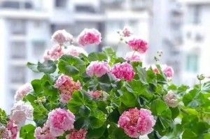 花枯萎病的治疗方法及预防措施（保护鲜花健康，预防花枯萎病的发生）