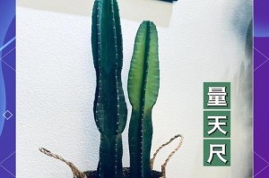霸王鞭养护秘籍——打造健康的植物生活（如何科学地养护霸王鞭，让它焕发生机）