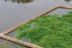 北方黑麦草的种植技巧（掌握时间和方法，打造高产优质草地）