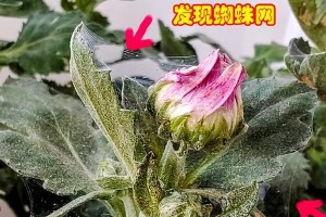 如何有效应对室内花卉的蚜虫问题（花卉保护必备技巧，让您的室内花草重焕生机）