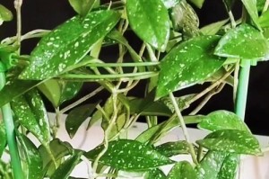 球兰苗的养殖技巧与注意事项（打造优美花园的秘密武器——球兰苗的养护要点）