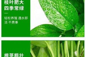 以大叶绿萝怎么养藤粗叶大（培育健壮的大叶藤萝，打造绿意盎然的家居花园）