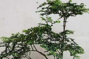 虎刺养护指南（让你的虎刺生长得更健康）