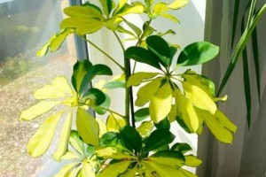 鸭脚木冬季养护全攻略（细致呵护让鸭脚木茁壮成长）