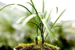 兰花盆适合种什么植物？（探究兰花盆种植的最佳搭配）