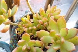 黄丽多肉叶子殃了的原因及应对措施（探究黄丽多肉叶子殃了的原因和有效的护理方法）