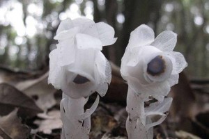 豌豆的分类及特征（豌豆是裸子植物吗？裸子植物的特征是什么？）