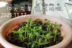 花盆火龙果种植方法（简单易行的室内栽培，打造居家热门盆栽）