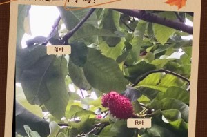 厚朴树的正确浇水方法（保持土壤湿润，营造良好生长环境）