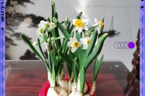 土培水仙花期过后的管理与护理（提升水仙花生长品质的关键措施）