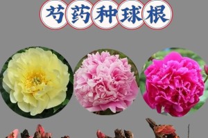 芍药开花的关键技巧和护理方法（打造美丽花园，享受盛夏的芍药芬芳）