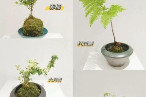 水苔种多肉植物的完整指南（从选择水苔到种植技巧，打造多肉植物的绿色家园）