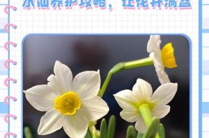 水仙花的养殖方法（如何种植和照顾水仙花）