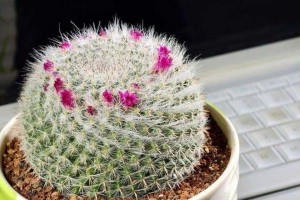 如何处理仙人球根部烂了的问题（有效修复仙人球根部烂了的方法）