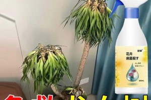 龙血树叶子卷曲的原因与解决方法（揭秘龙血树生长的秘密，让你的植物健康成长）