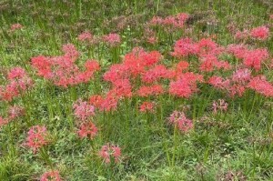 曼珠沙华在室内种植的秘密（如何打造室内的曼珠沙华花园）