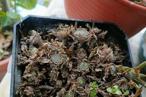 多肉植物枯死的原因及防治方法（怎样挽救枯死的多肉植物，让它重新焕发生机）