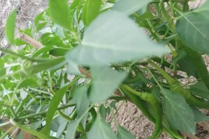 辣椒收获的最佳时间（探究辣椒生长周期及收获时间）