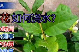 室内茉莉的正确浇水方法（室内茉莉怎么浇水？浇水时间、浇水频率及浇水技巧详解）