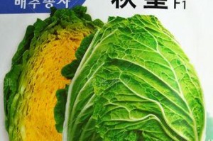 黄心菜种植指南（最佳种植时间、生长环境及关键技巧）