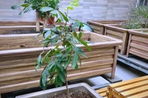 如何种植桂圆种子（从收集到开花，轻松掌握）