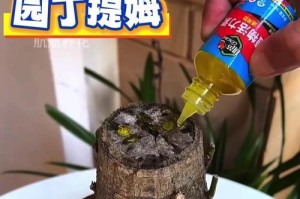 水里有小虫子怎么办？养绿萝必备的清洁技巧（教你一招，让绿萝远离小虫子）