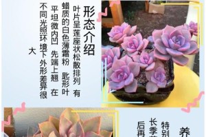 石莲的浇水技巧（掌握正确的浇水时间与方法，让石莲茁壮成长）